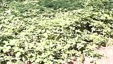 Hot solo piss girl Tamara - Mega XXL golden shower in forest park
