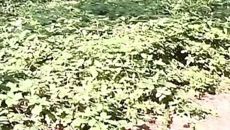 Hot solo piss girl Tamara - Mega XXL golden shower in forest park